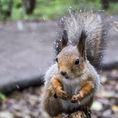 Photo #3744120