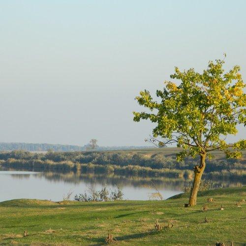 Одинокое деревцо