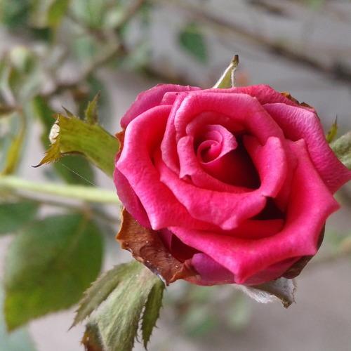 Flora