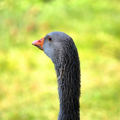 Photo #3746007
