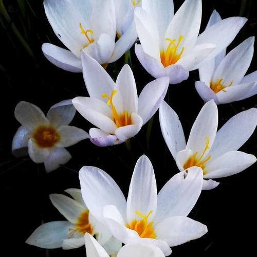 Shiny flowers