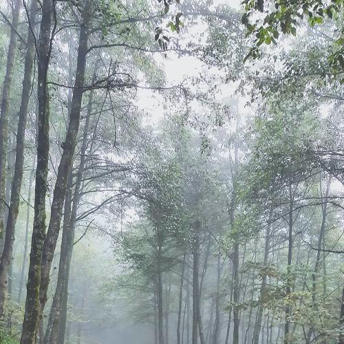 Foggy Forest