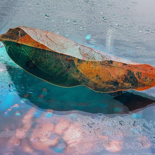 Autumn rain