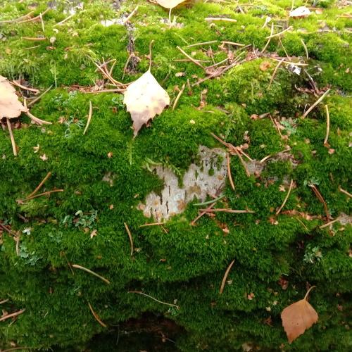 Photo #3748686