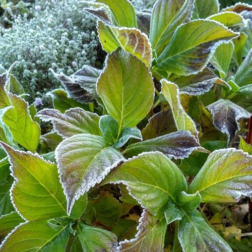 Photo #3748715