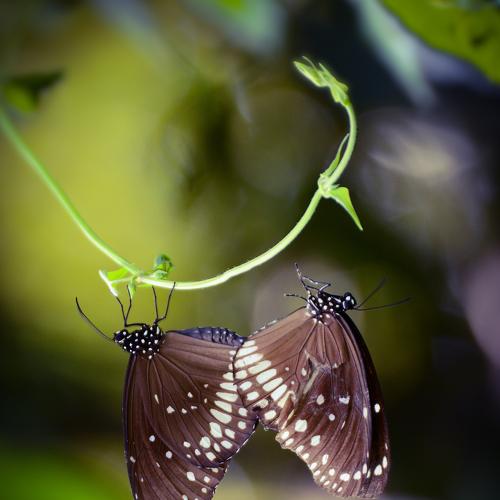Photo #3753321
