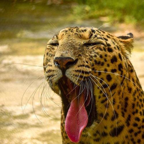 Photo #3753327