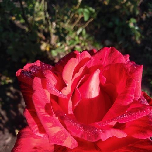 Photo #3753485