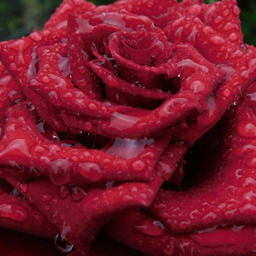 Photo #3753505
