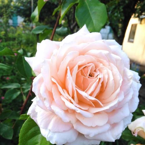 Photo #3753757