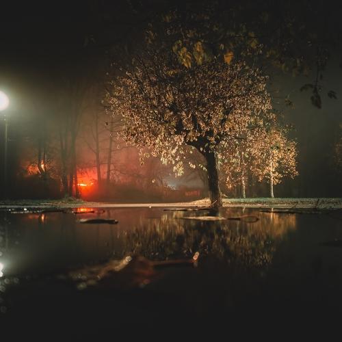 Tree in the fog