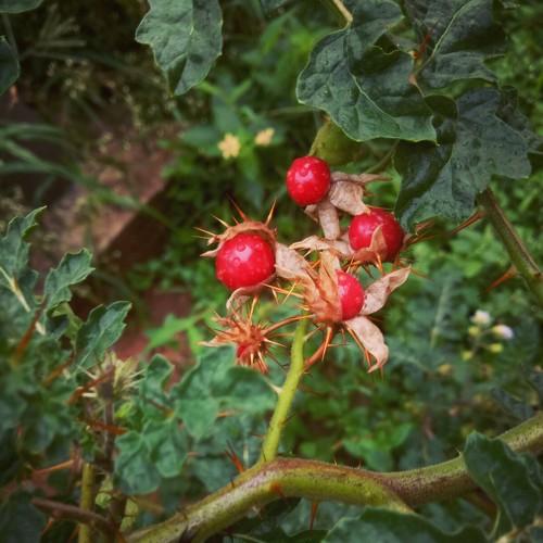 Photo #3756067