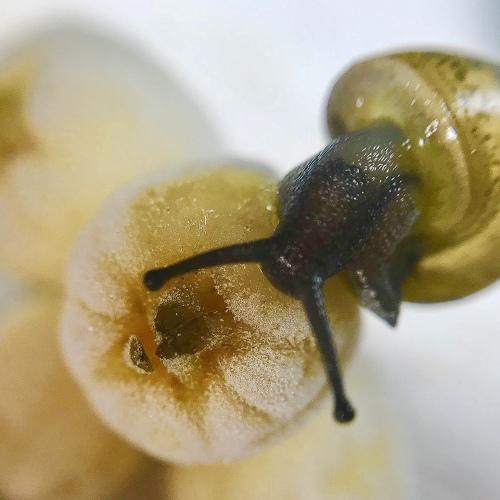 Macro photo