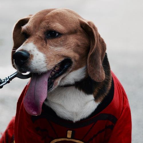 Photo #3762495