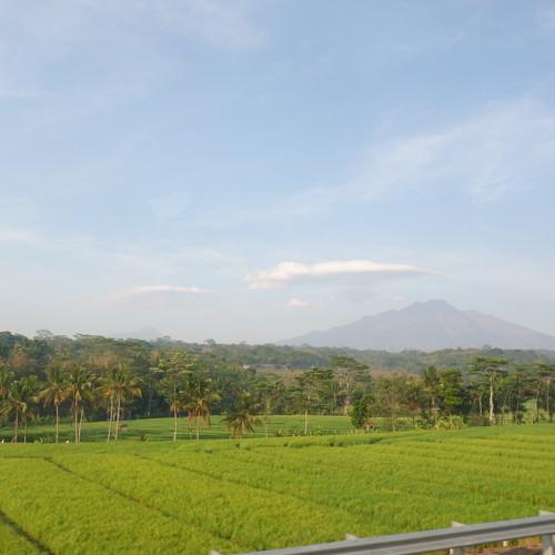 rice field under the mountain
