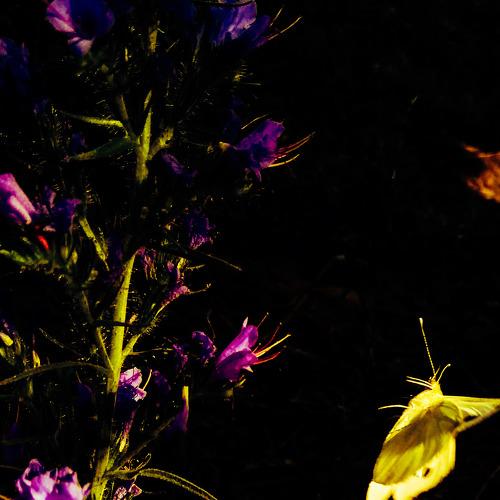 Butterfly inspiration