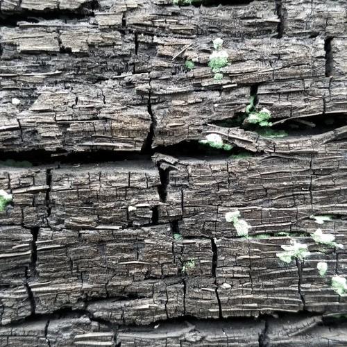 texture pattern of the remaining burning of tree trunks.