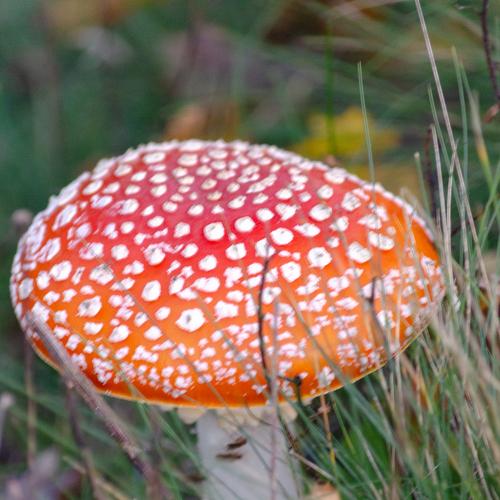 Photo #3769569