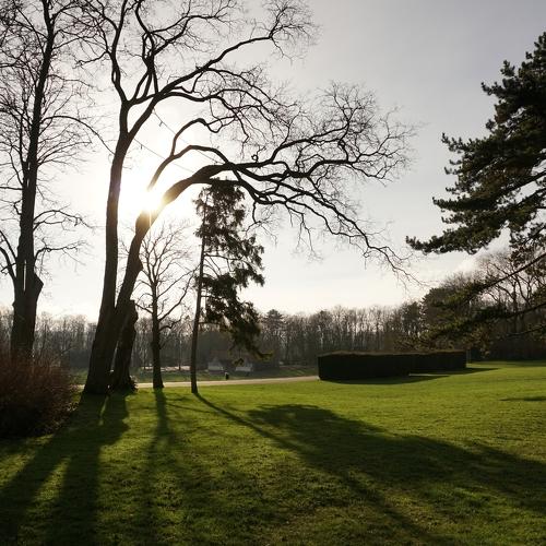 Sunset behind the trees