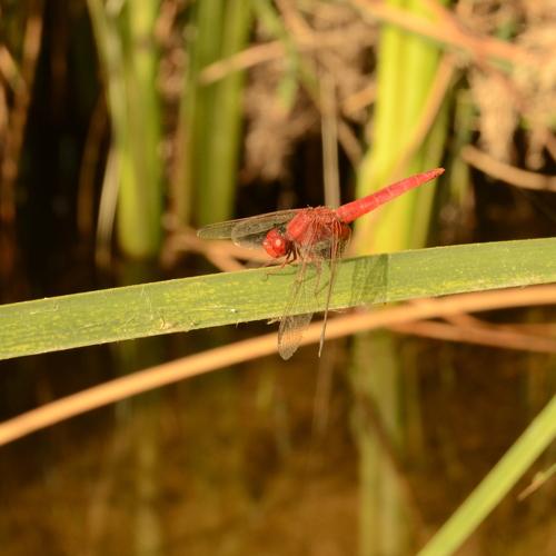 Photo #3770289