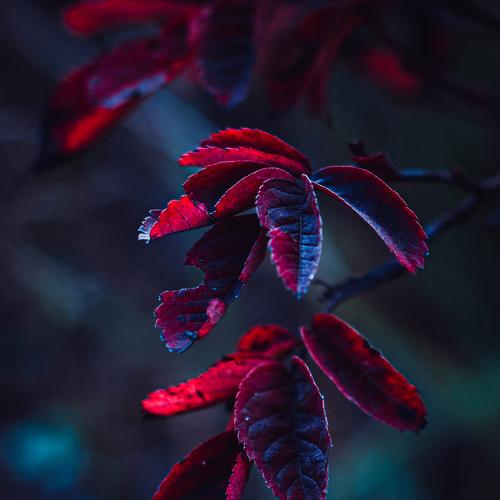 Photo #3771580
