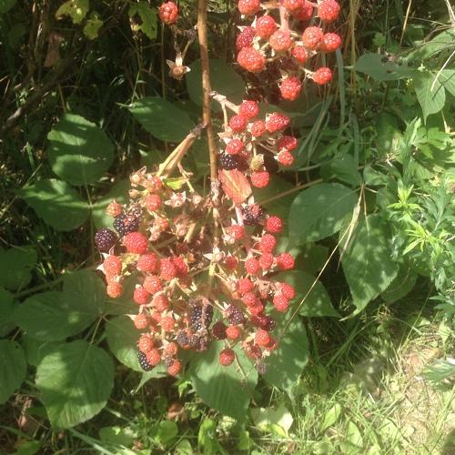 Photo #3773736