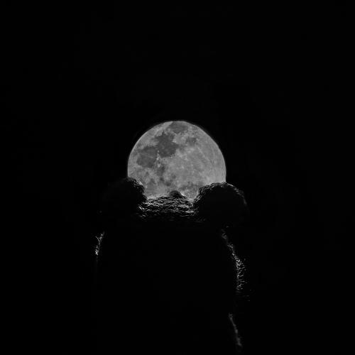 Photo #3774611