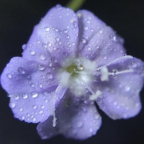 Macro photo