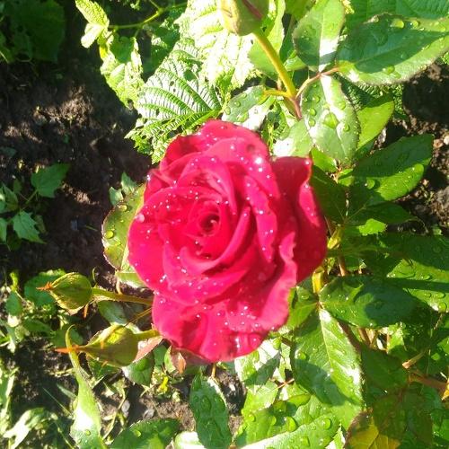 Photo #3776693