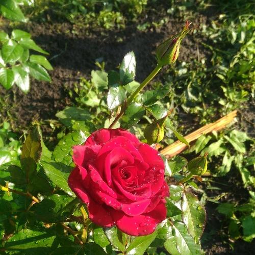 Photo #3776706