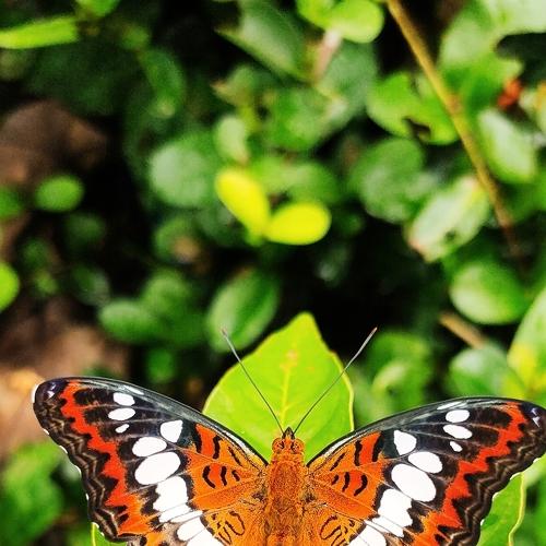 Photo #3778348