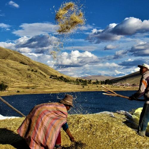 Barley threshing