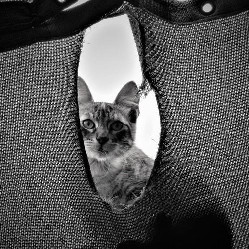Cat`s view