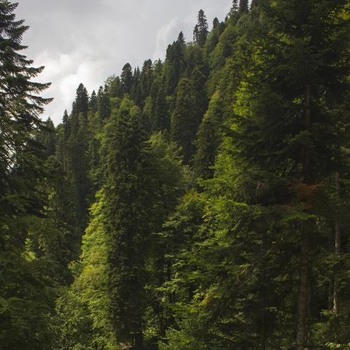 Photo #3781524