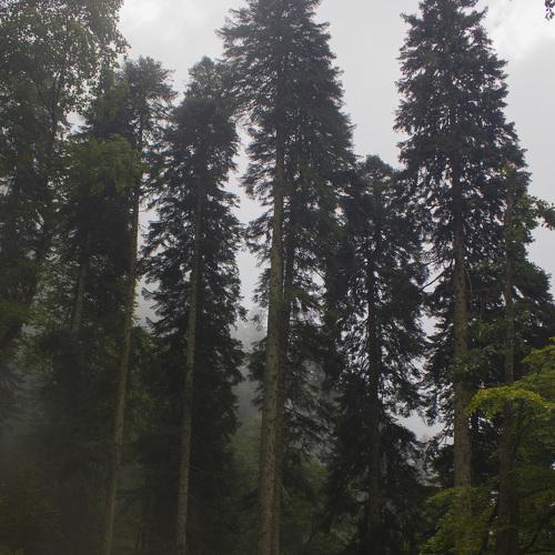 Photo #3781532