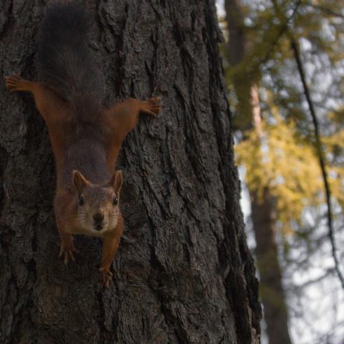 Photo #3781535