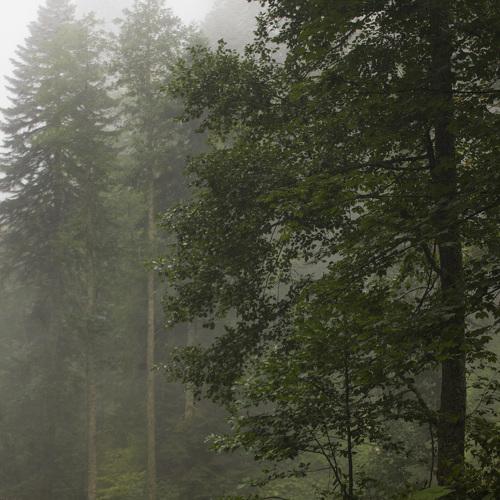 Photo #3781544