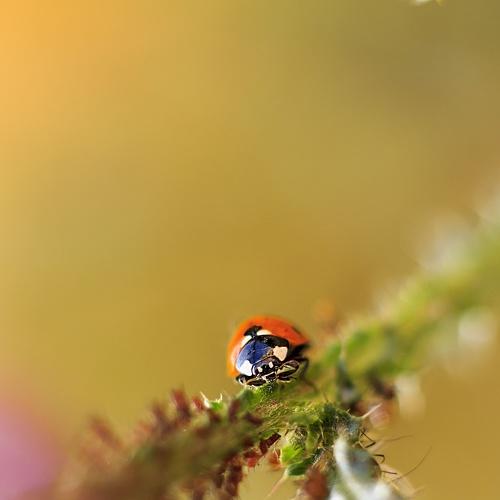 Photo #3781559