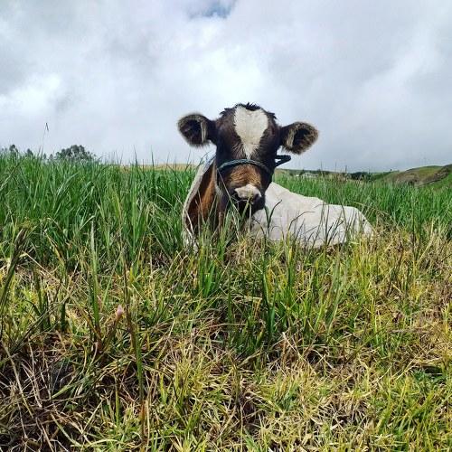 Photo #3782032