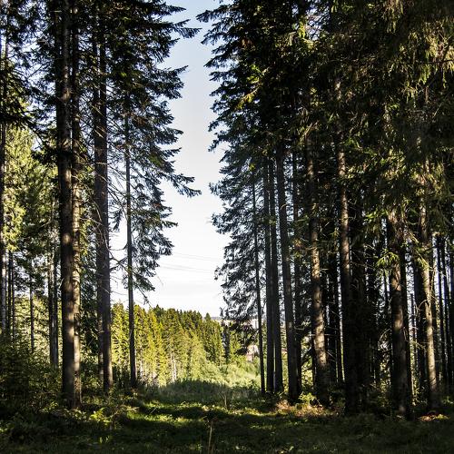 Photo #3785175