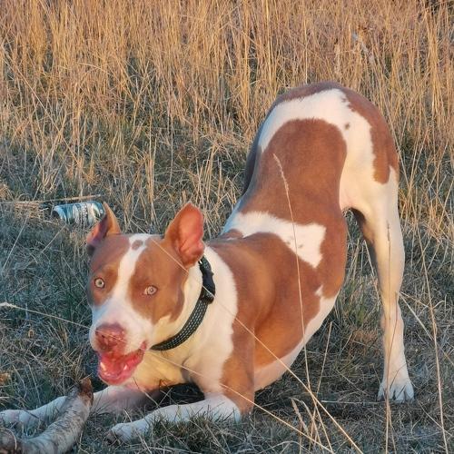 Photo #3785562