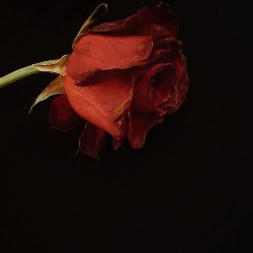 Photo #3786043