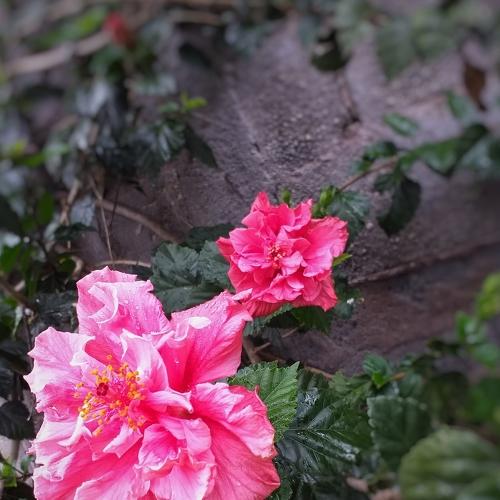 Photo #3786213
