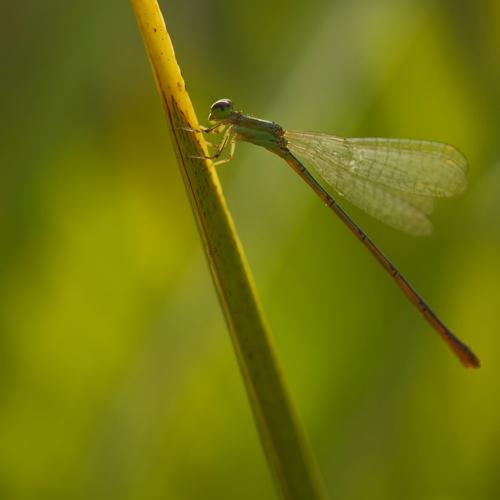 The dragonfly needle