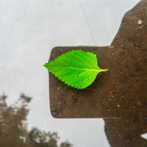 The Green Leaf Floating On water .