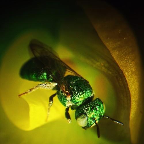 Bee