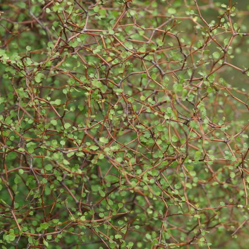 Photo #3789126