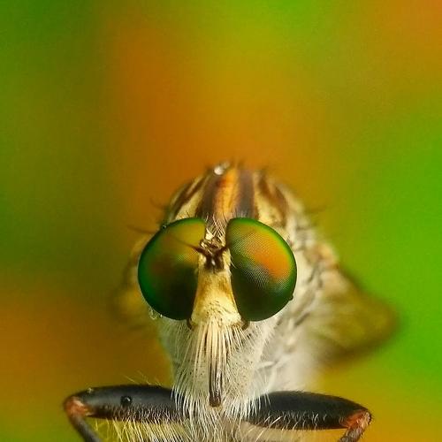 Photo #3790109