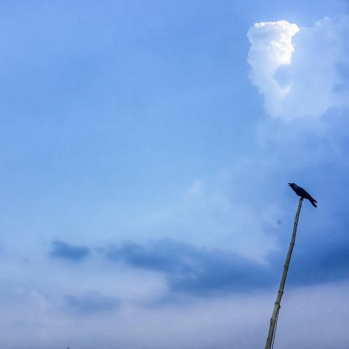 Sky & The Bird