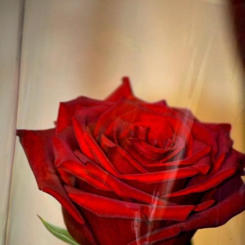 Photo #3792318